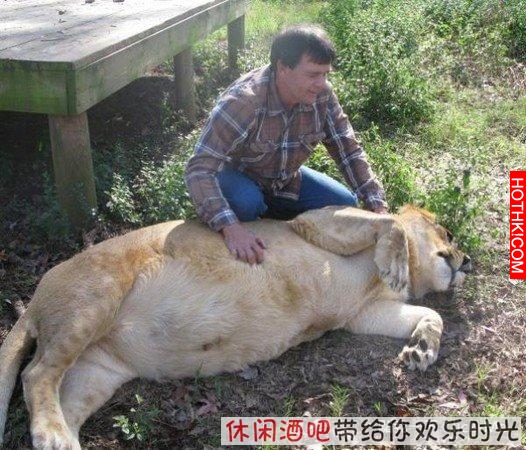 毒梟買下三隻猛獸想看他們自相殘殺，最後的結果讓你想像不到