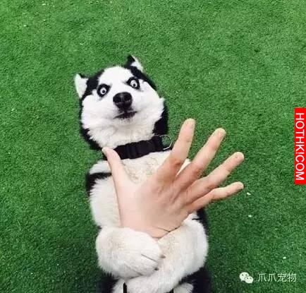 養了哈士奇你就像擁有了一個強大的表情包！