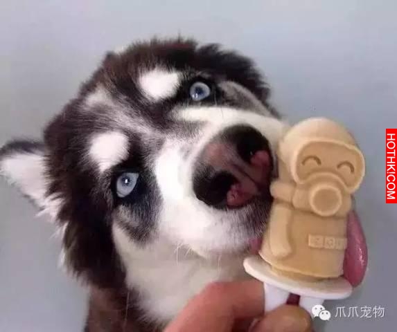 養了哈士奇你就像擁有了一個強大的表情包！