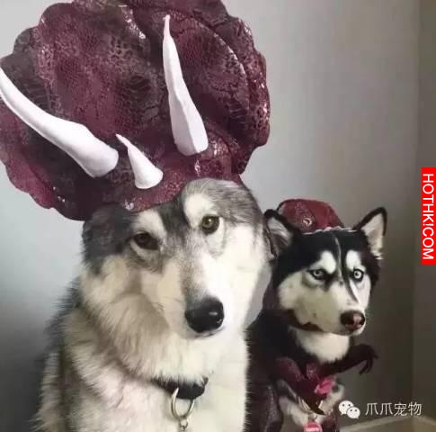 養了哈士奇你就像擁有了一個強大的表情包！