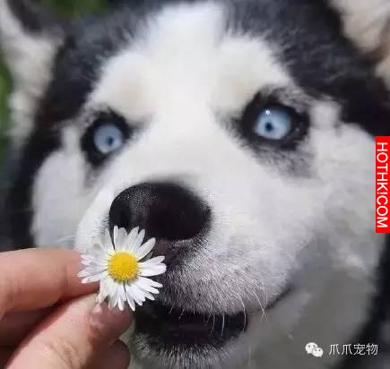 養了哈士奇你就像擁有了一個強大的表情包！
