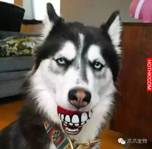 養了哈士奇你就像擁有了一個強大的表情包！