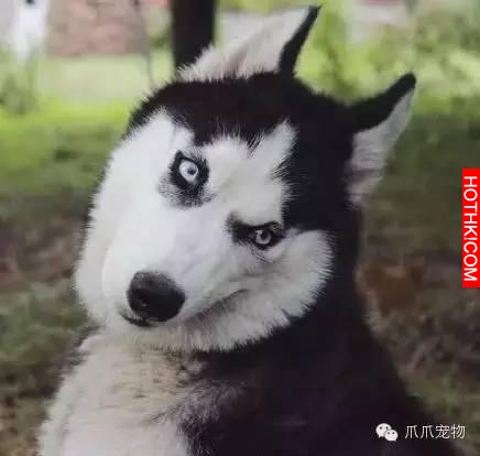 養了哈士奇你就像擁有了一個強大的表情包！