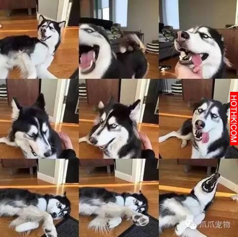養了哈士奇你就像擁有了一個強大的表情包！
