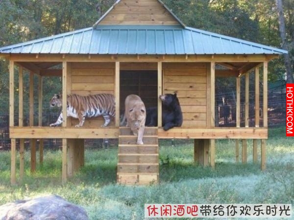 毒梟買下三隻猛獸想看他們自相殘殺，最後的結果讓你想像不到