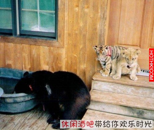 毒梟買下三隻猛獸想看他們自相殘殺，最後的結果讓你想像不到