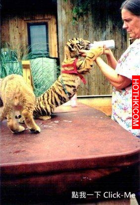 毒梟買下三隻猛獸想看他們自相殘殺，最後的結果讓你想像不到