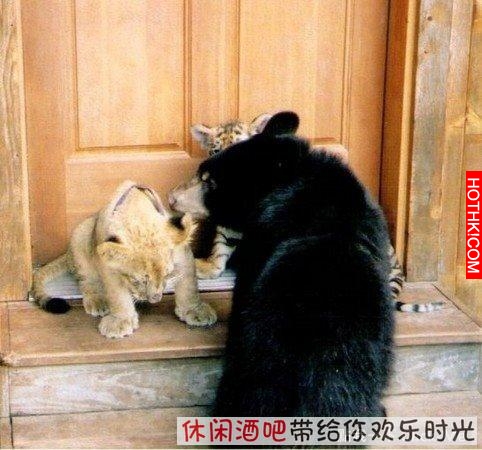 毒梟買下三隻猛獸想看他們自相殘殺，最後的結果讓你想像不到