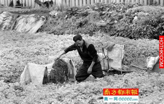●黎金次在家附近收割芹菜。