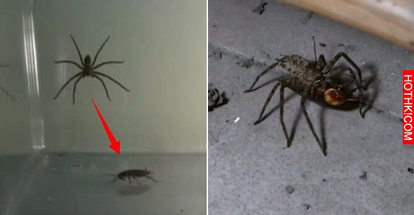當「蟑螂」被「喇牙」盯上以後...下一秒發生的事情讓人看傻了！ ...