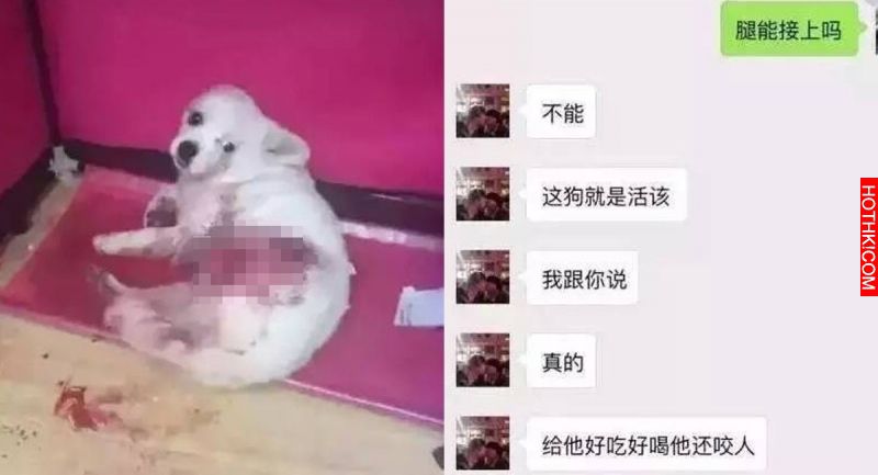 令人髮指！女子收養流浪狗，嫌太吵竟砍斷牠的腿，竟然還更狠心做出這樣的事！場面殘忍 ...