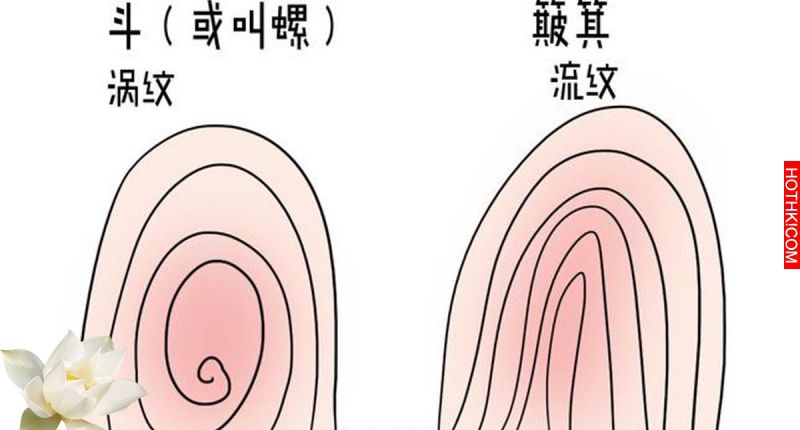 驚！快看看你家寶寶有幾個「斗」！！3個斗的是皇帝命…
