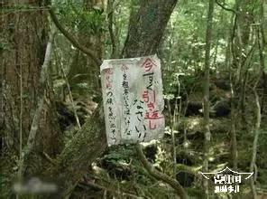 500多日本人選擇在同一片森林裡自殺，揭秘自殺森林之謎
