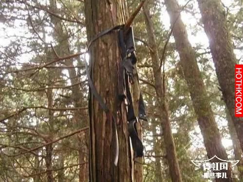 500多日本人選擇在同一片森林裡自殺，揭秘自殺森林之謎
