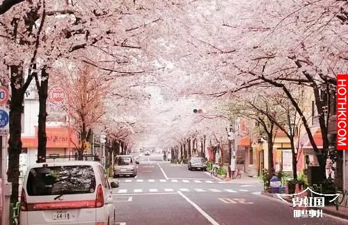 500多日本人選擇在同一片森林裡自殺，揭秘自殺森林之謎