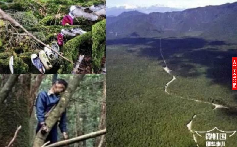 日本富士山腳下50年以來，先後有500多日本人選擇在這片森林中自殺，專家竟然研究出這 ...
