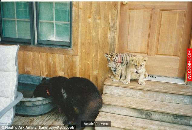 毒梟為了看動物自相殘殺把獅子、老虎、熊關在一起養，結果事情的發展讓人完全想像不到 ...