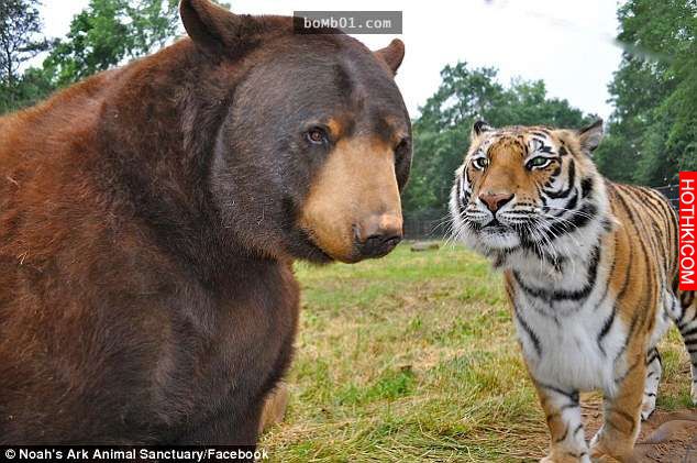 毒梟為了看動物自相殘殺把獅子、老虎、熊關在一起養，結果事情的發展讓人完全想像不到 ...