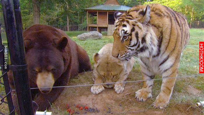 毒梟為了看動物自相殘殺把獅子、老虎、熊關在一起養，結果事情的發展讓人完全想像不到 ...