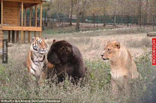 毒梟為了看動物自相殘殺把獅子、老虎、熊關在一起養，結果事情的發展讓人完全想像不到 ...