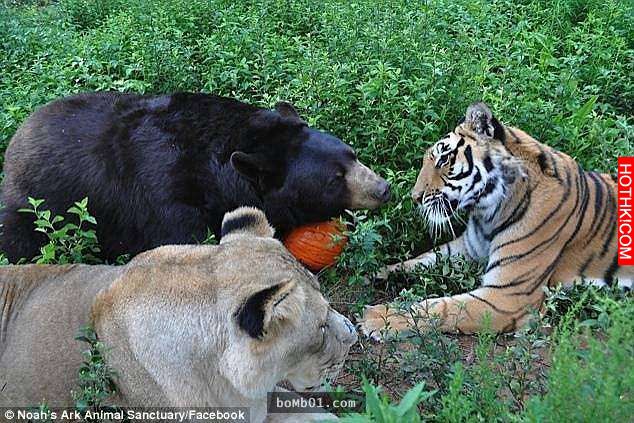 毒梟為了看動物自相殘殺把獅子、老虎、熊關在一起養，結果事情的發展讓人完全想像不到 ...