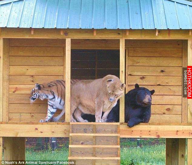 毒梟為了看動物自相殘殺把獅子、老虎、熊關在一起養，結果事情的發展讓人完全想像不到 ...