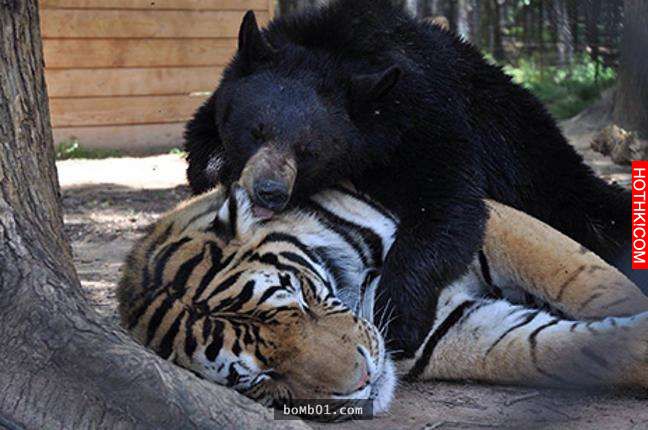 毒梟為了看動物自相殘殺把獅子、老虎、熊關在一起養，結果事情的發展讓人完全想像不到 ...