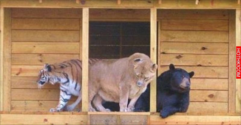 毒梟為了看動物自相殘殺把獅子、老虎、熊關在一起養，結果事情的發展讓人完全想像不到 ...