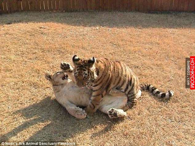 毒梟為了看動物自相殘殺把獅子、老虎、熊關在一起養，結果事情的發展讓人完全想像不到 ...
