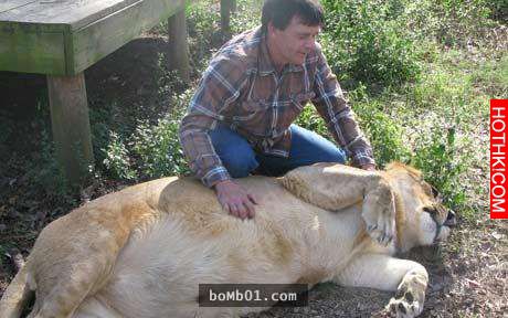 毒梟為了看動物自相殘殺把獅子、老虎、熊關在一起養，結果事情的發展讓人完全想像不到 ...