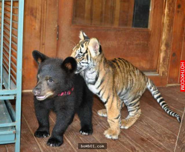 毒梟為了看動物自相殘殺把獅子、老虎、熊關在一起養，結果事情的發展讓人完全想像不到 ...