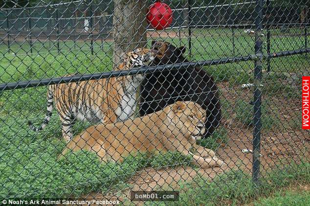 毒梟為了看動物自相殘殺把獅子、老虎、熊關在一起養，結果事情的發展讓人完全想像不到 ...