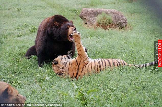 毒梟為了看動物自相殘殺把獅子、老虎、熊關在一起養，結果事情的發展讓人完全想像不到 ...