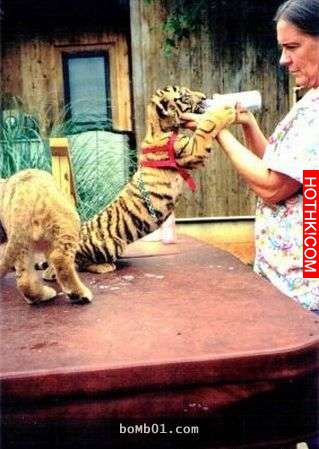 毒梟為了看動物自相殘殺把獅子、老虎、熊關在一起養，結果事情的發展讓人完全想像不到 ...