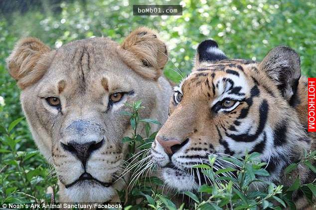 毒梟為了看動物自相殘殺把獅子、老虎、熊關在一起養，結果事情的發展讓人完全想像不到 ...