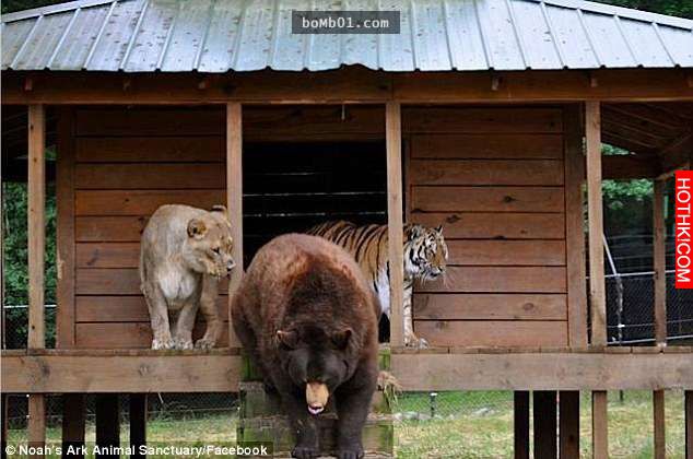 毒梟為了看動物自相殘殺把獅子、老虎、熊關在一起養，結果事情的發展讓人完全想像不到 ...
