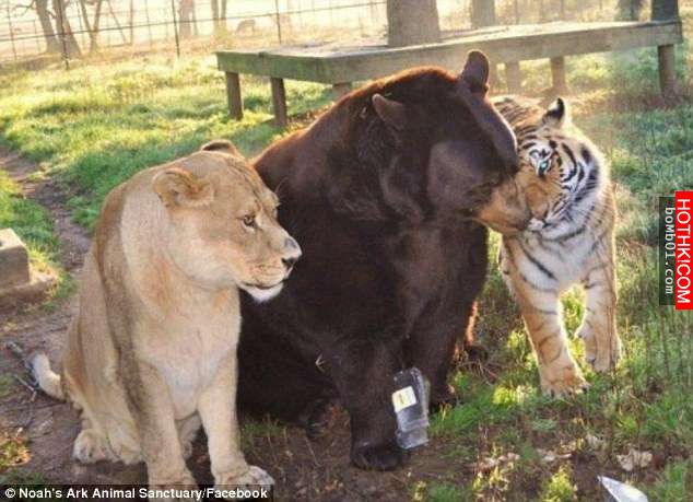 毒梟為了看動物自相殘殺把獅子、老虎、熊關在一起養，結果事情的發展讓人完全想像不到 ...
