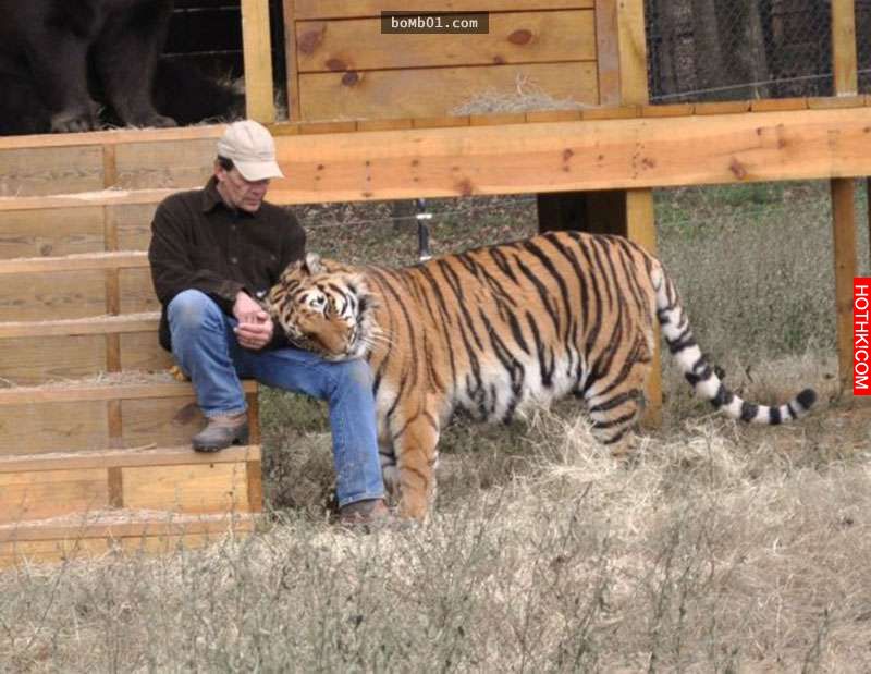 毒梟為了看動物自相殘殺把獅子、老虎、熊關在一起養，結果事情的發展讓人完全想像不到 ...