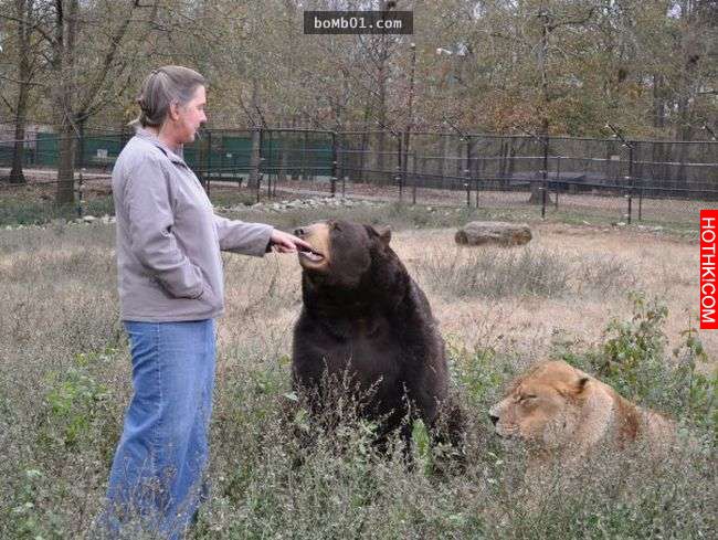 毒梟為了看動物自相殘殺把獅子、老虎、熊關在一起養，結果事情的發展讓人完全想像不到 ...