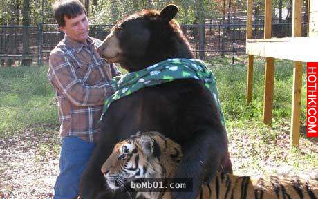 毒梟為了看動物自相殘殺把獅子、老虎、熊關在一起養，結果事情的發展讓人完全想像不到 ...