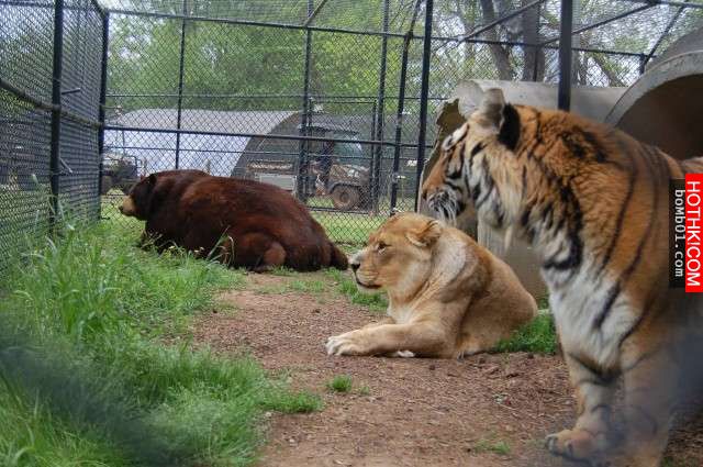 毒梟為了看動物自相殘殺把獅子、老虎、熊關在一起養，結果事情的發展讓人完全想像不到 ...