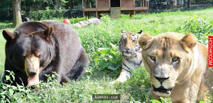 毒梟為了看動物自相殘殺把獅子、老虎、熊關在一起養，結果事情的發展讓人完全想像不到 ...