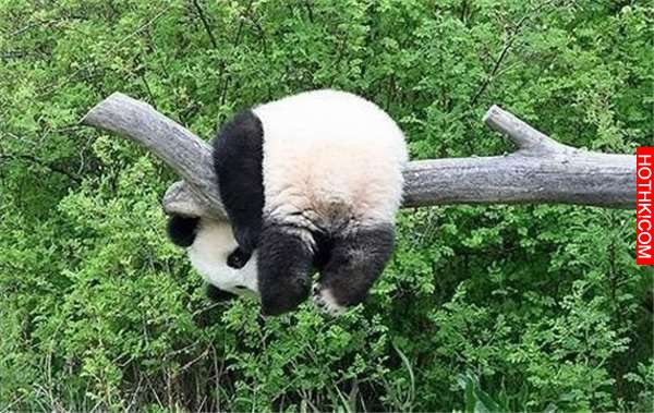 動物界最可愛的「夢幻美臀」降臨，看完口水的流下來了！尤其第 4 個，這「角度」太好 ...