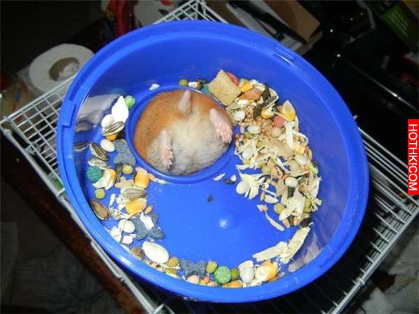 動物界最可愛的「夢幻美臀」降臨，看完口水的流下來了！尤其第 4 個，這「角度」太好 ...