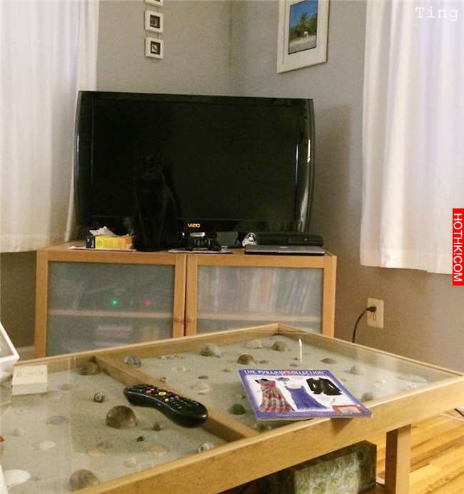 這隻忍者貓一腳「踹爆」汪星人，讓主人看傻眼了！尤其第 5 張，讓人覺得根本沒有人打 ...