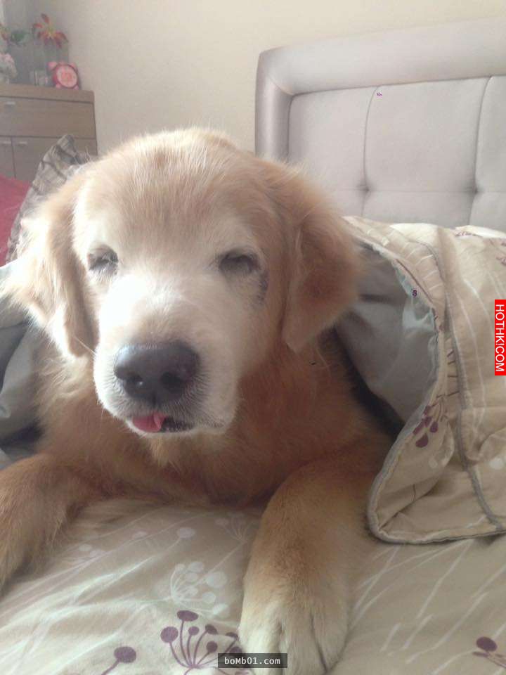 主人發現11歲的黃金愛犬漸漸老去後，決定每一天都要讓毛小孩笑到見牙不見眼… ...