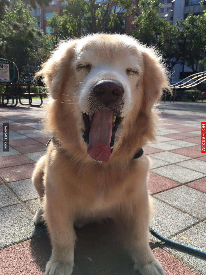 主人發現11歲的黃金愛犬漸漸老去後，決定每一天都要讓毛小孩笑到見牙不見眼… ...