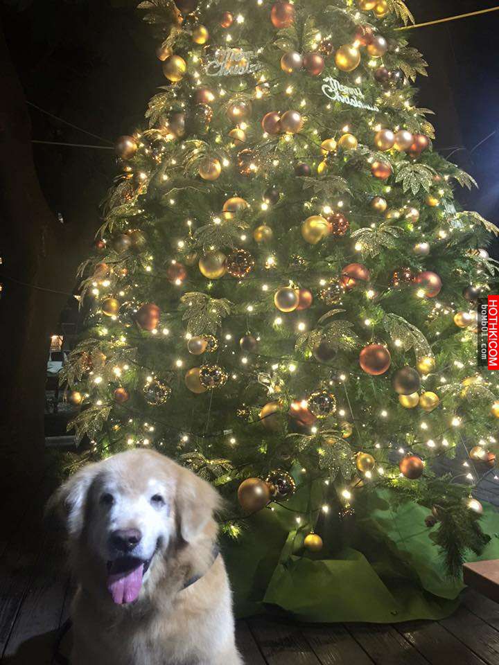 主人發現11歲的黃金愛犬漸漸老去後，決定每一天都要讓毛小孩笑到見牙不見眼… ...