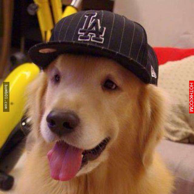 主人發現11歲的黃金愛犬漸漸老去後，決定每一天都要讓毛小孩笑到見牙不見眼… ...