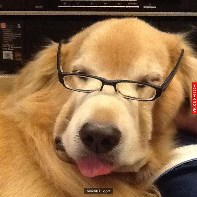 主人發現11歲的黃金愛犬漸漸老去後，決定每一天都要讓毛小孩笑到見牙不見眼… ...